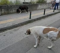 mouzaki adespota 3   Αντιγραφή